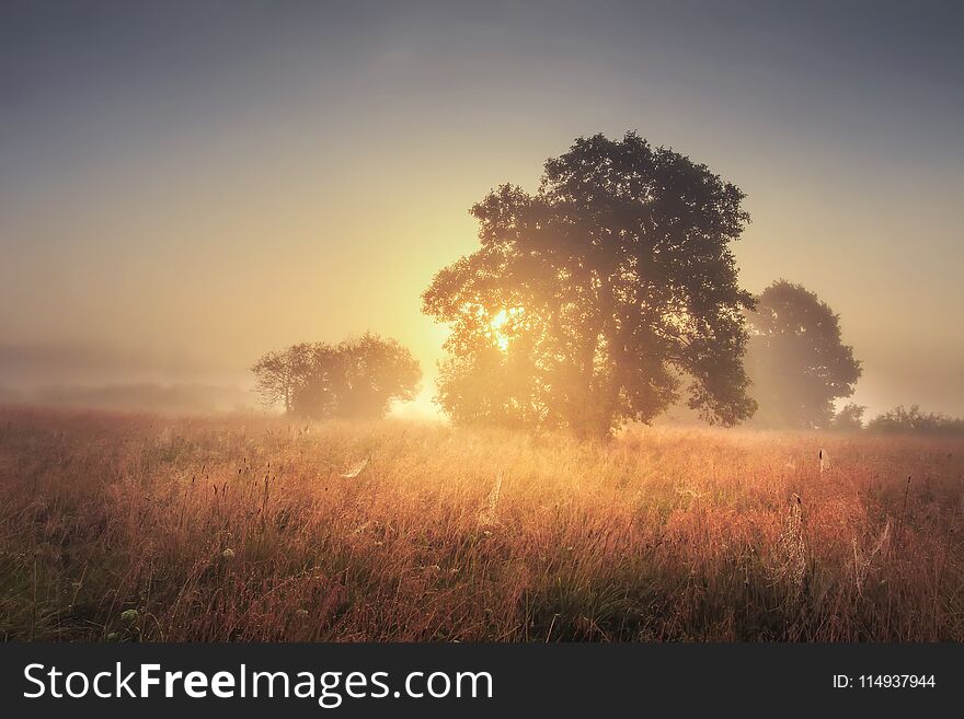 Autumn landscape of large tree on gold meadow in the evening. Sunrise through branches of trees. Scenery nature.