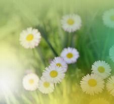 Abstract Macro Photo With Daisy.Daisy In Grass.Field Daisy Flowers.White Chamomile Marguerite Daisy Flowers On The Filed.Nature. Stock Images Abstract Macro Photo With Daisy.Daisy In Grass.Field Daisy Flowers.White Chamomile Marguerite Daisy Flowers On The Filed.Nature. Stock Images