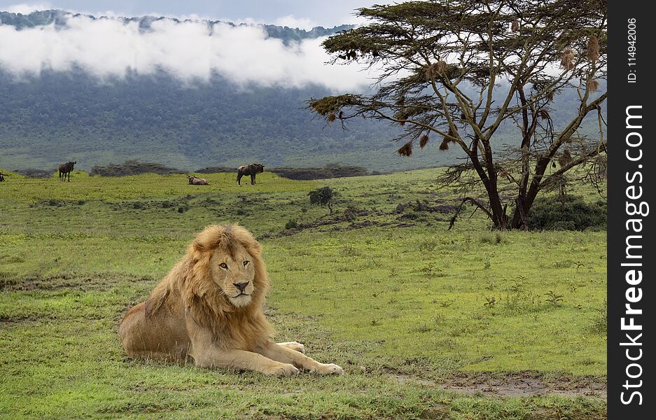 Lion laying in Serengeti with acacia tree