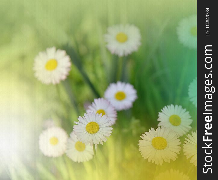 Abstract macro photo with daisy.Daisy in grass.Field daisy flowers.White Chamomile marguerite daisy flowers on the filed.Nature.