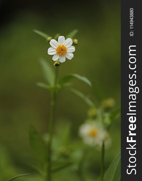 White Chamomile Flower Selective Focus Photography