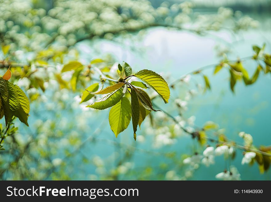 Cherry Blossom Tree Near Lake in Close Up Photography