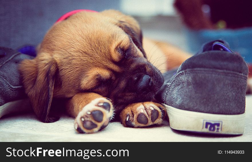 Short-coated Brown Puppy Sleeping Beside Grey Dc Skate Shoe