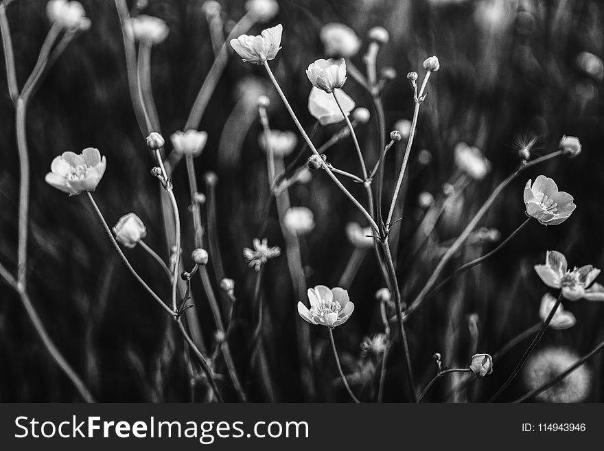 Grayscale Photo Of Flower