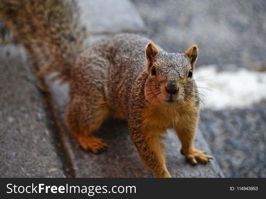 Close Up Photo of Brown Squirrel