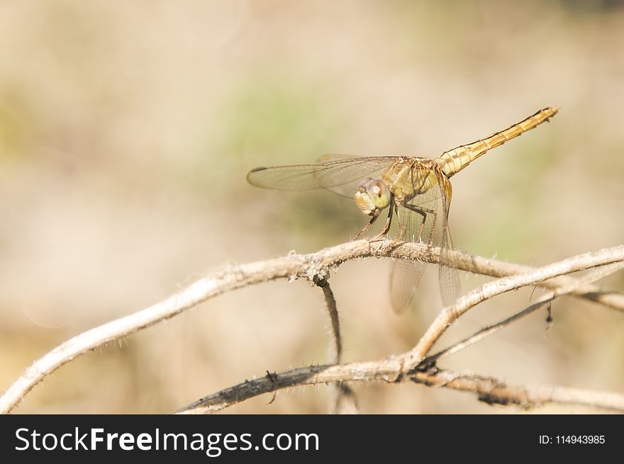 Brown Dragonfly Perched on Brown Stem