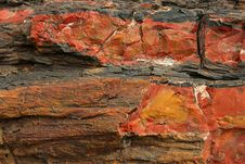Petrified Wood Stock Photos Petrified Wood Stock Photos