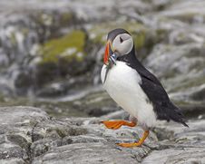 Puffin With Sandeels Stock Photography