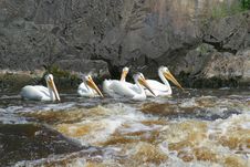 White Pelicans Stock Image White Pelicans Stock Image