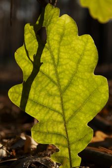 Green Leaves Royalty Free Stock Photography Green Leaves Royalty Free Stock Photography