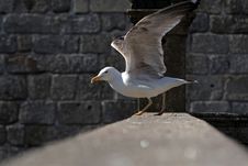 Seagull Stock Photography