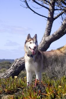 Dog And Tree Royalty Free Stock Image