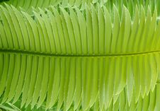 Green Leaf Stock Images