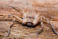 Hunsman Spider Stock Photography Hunsman Spider Stock Photography
