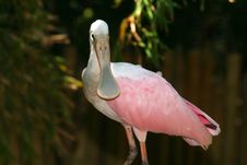 Roseate Spoonbill Face Stock Images