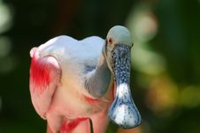 Roseate Spoonbill, Close Up Royalty Free Stock Photography Roseate Spoonbill, Close Up Royalty Free Stock Photography