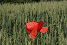 Poppy Royalty Free Stock Photo Poppy Royalty Free Stock Photo