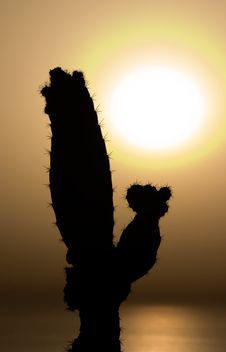 Cactus At Sunset Stock Photo Cactus At Sunset Stock Photo