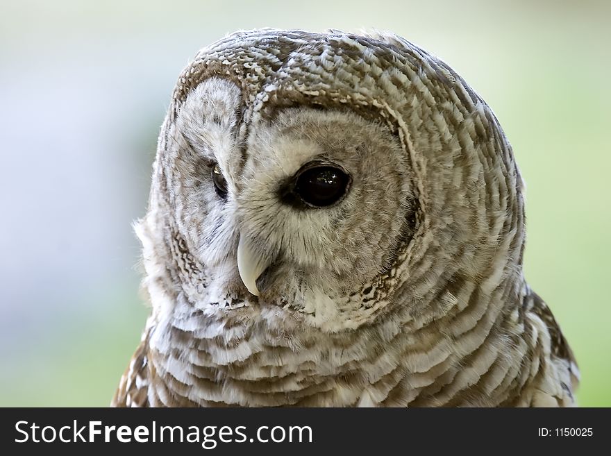 Barred owl, close up view.