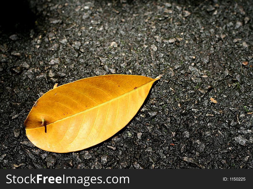 Fallen leaf on a tar road texture.
