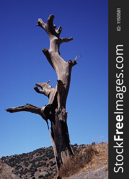 A dead tree in Spain blue sky background