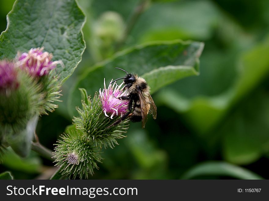 Close-up of bumble bee on flower