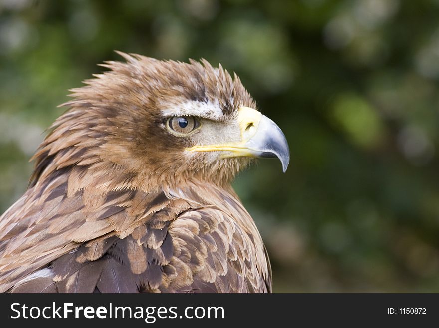 Portrait of a Verreaux's Eagle (Aquila Verreaux).