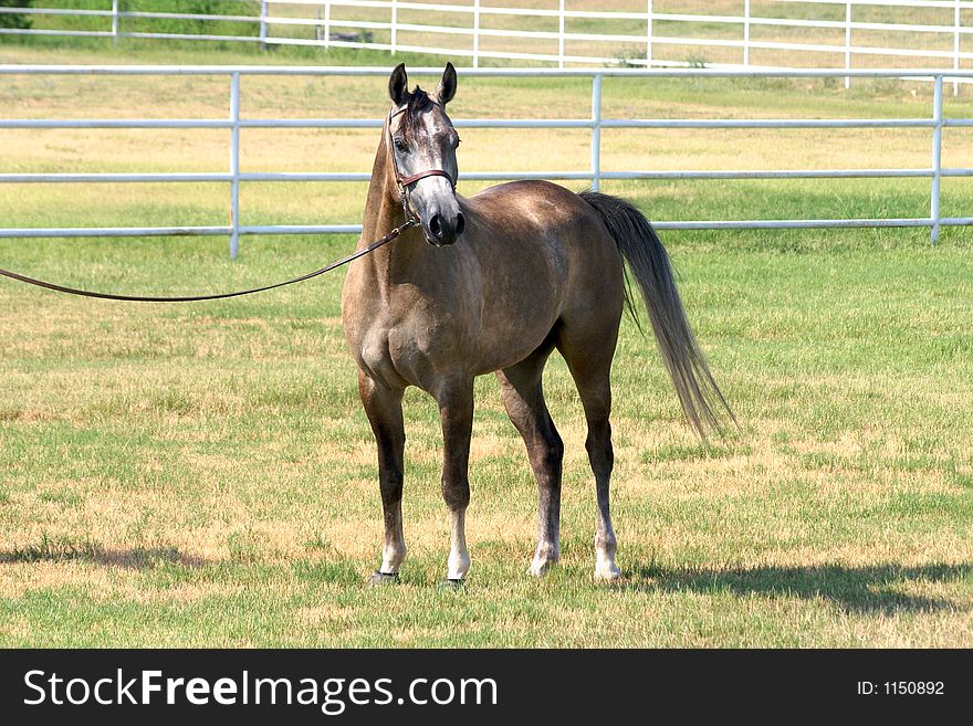 Gray Arabian gelding in a halter pose. Gray Arabian gelding in a halter pose.