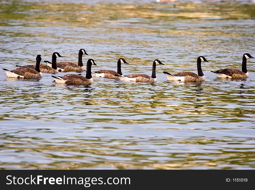 Canada Geese_6354-1