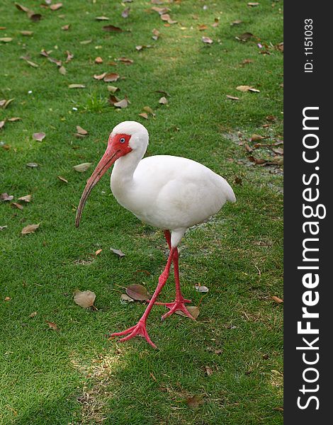 White Ibis walking across the grass.