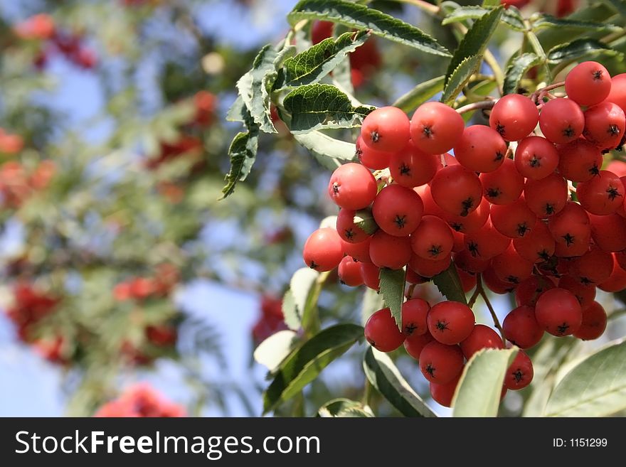 Closeup of beautiful rowan berry. Closeup of beautiful rowan berry