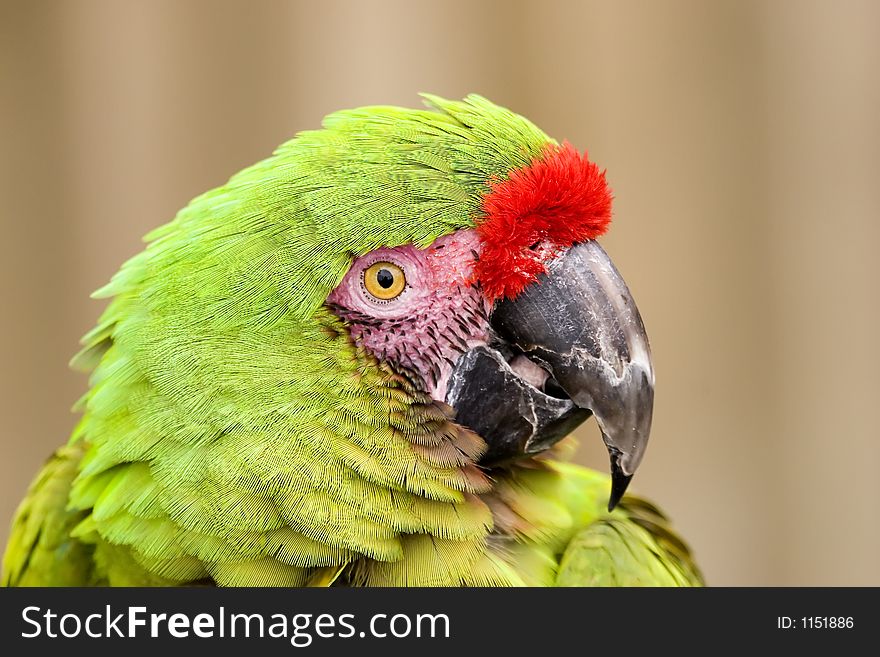 Green macaw close up.