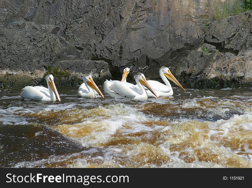 5 white pelicans fishing in the rapids