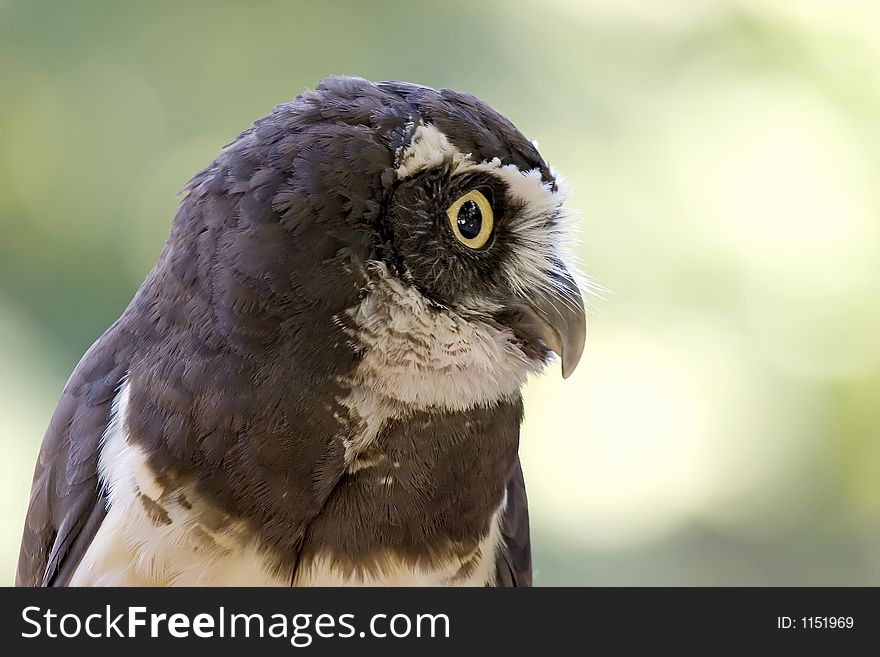 A Spectacled Owl.