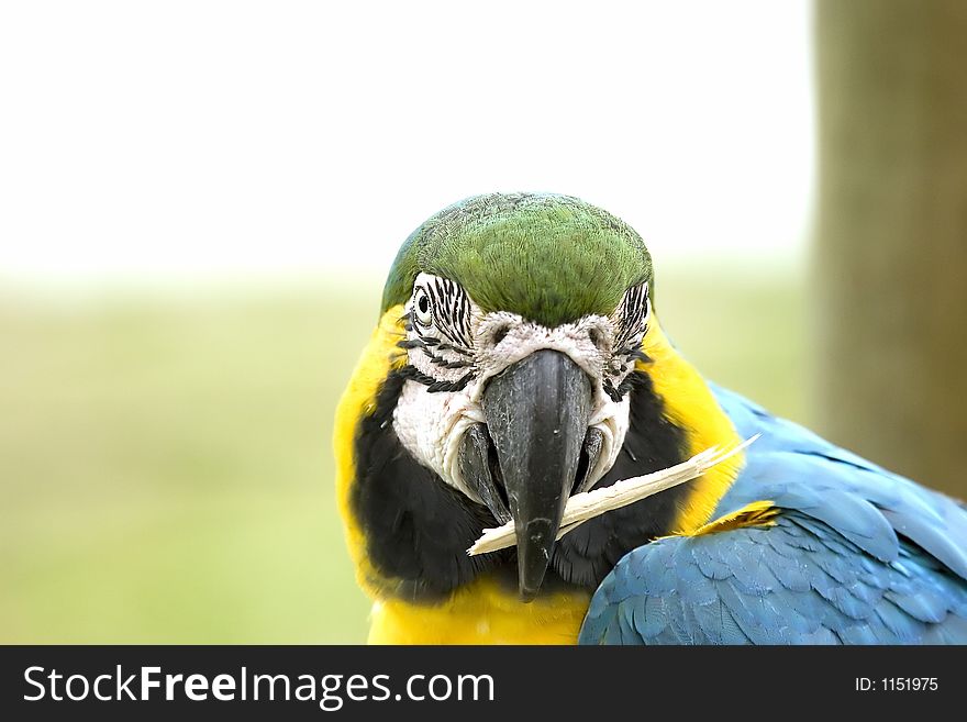 Colorful macaw with twig in mouth. Looking face-on.