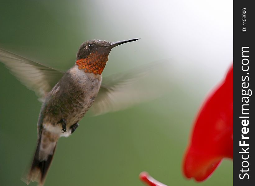 Rubythroat Hummingbird