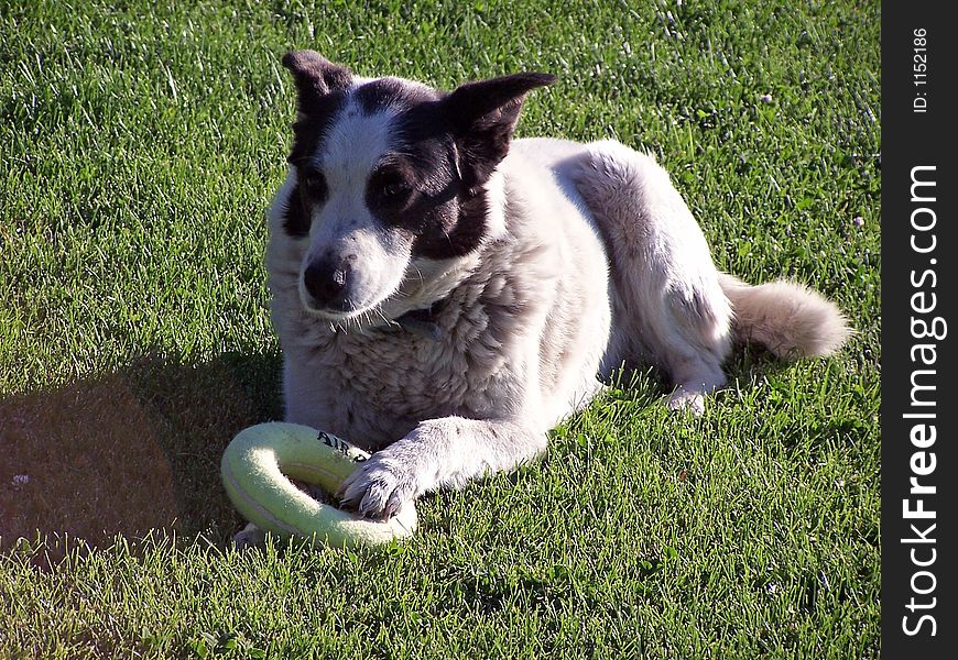 My Dog playing with her ring toy. My Dog playing with her ring toy.