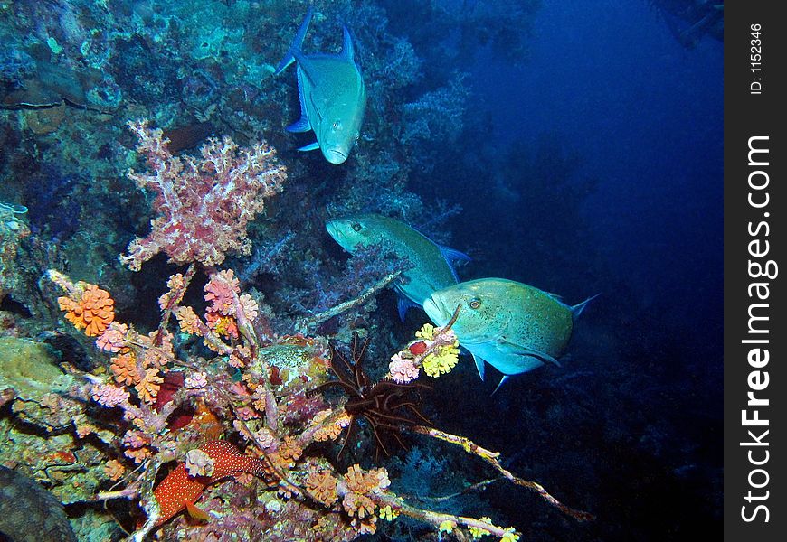 Some trevallies hunting on a coral reef. Some trevallies hunting on a coral reef