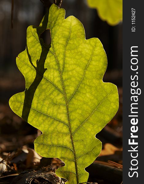 Green leaves oak-tree