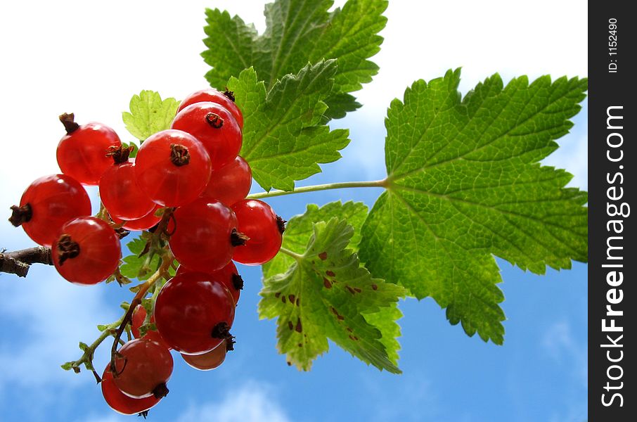 Redcurrants ready to harvest. Redcurrants ready to harvest