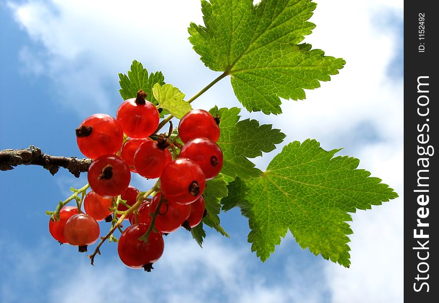 Redcurrants ready to harvest. Redcurrants ready to harvest