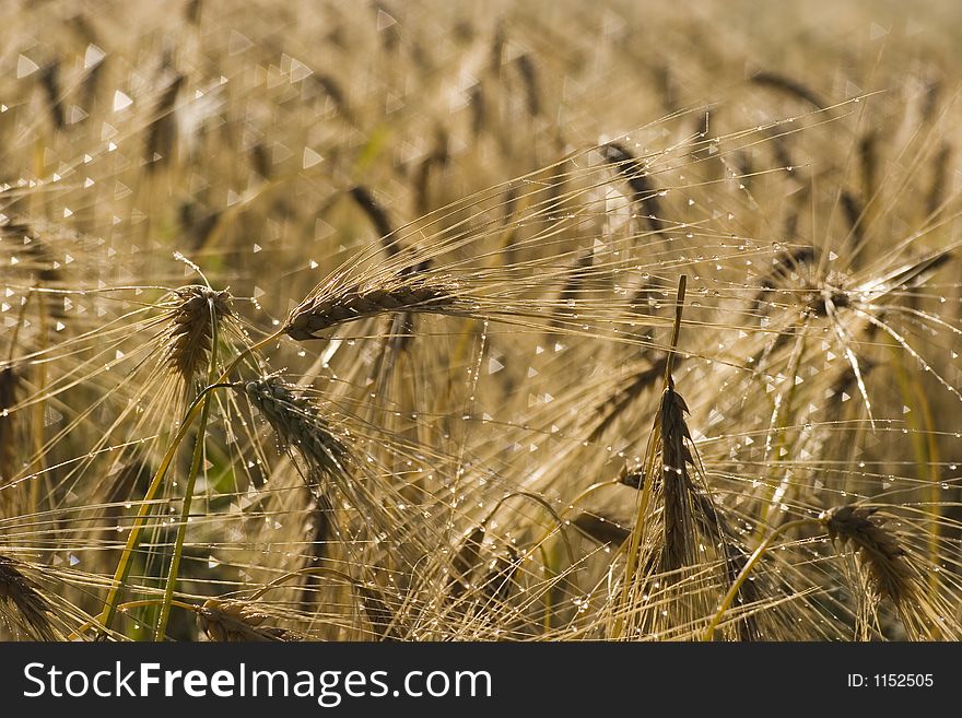 Morning dew over oat spikelets. Morning dew over oat spikelets