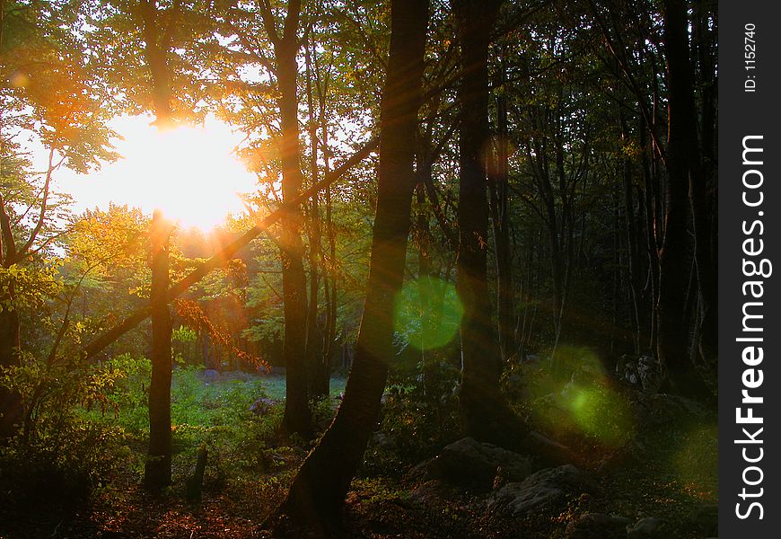 Sunrise In The Wood