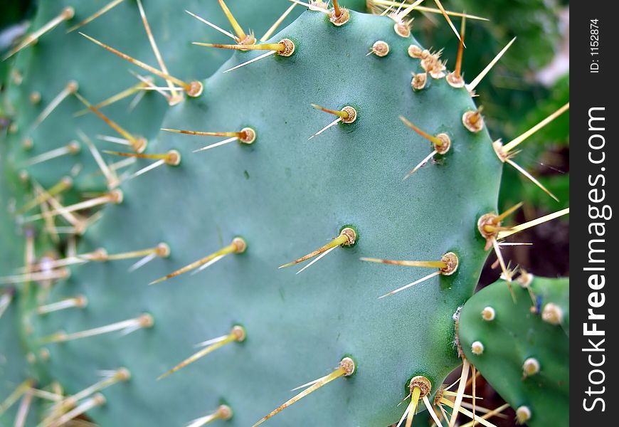 Green croatian cactus close up