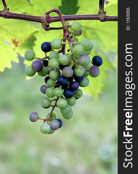 Grapes growing on the vine