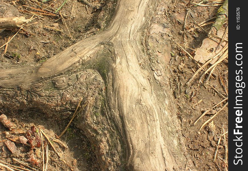 A close-up of a root of an old tree. A close-up of a root of an old tree.
