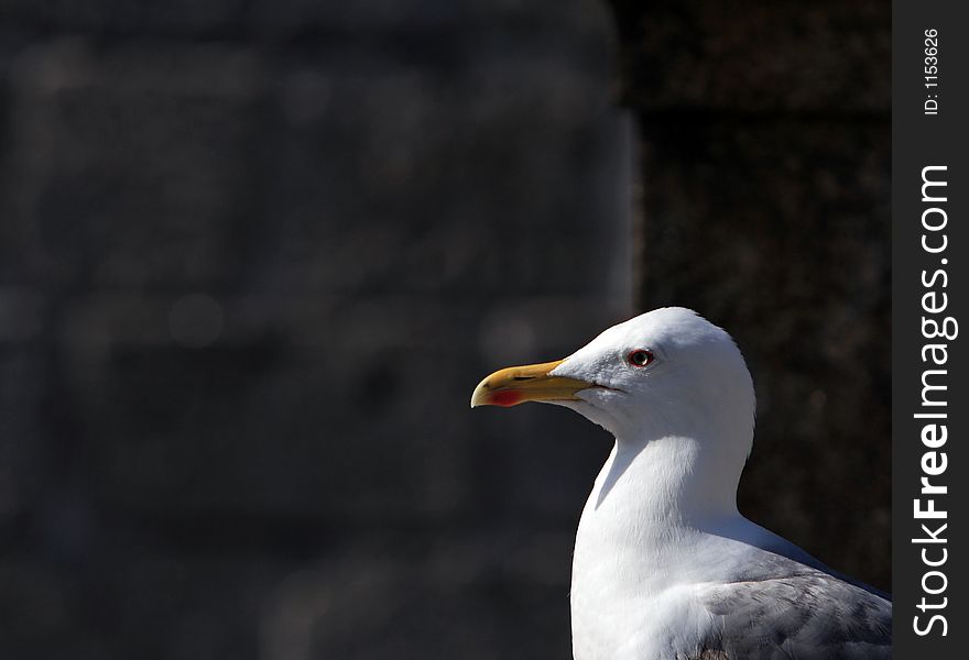 Seagull's portrait - bird looking at the sun