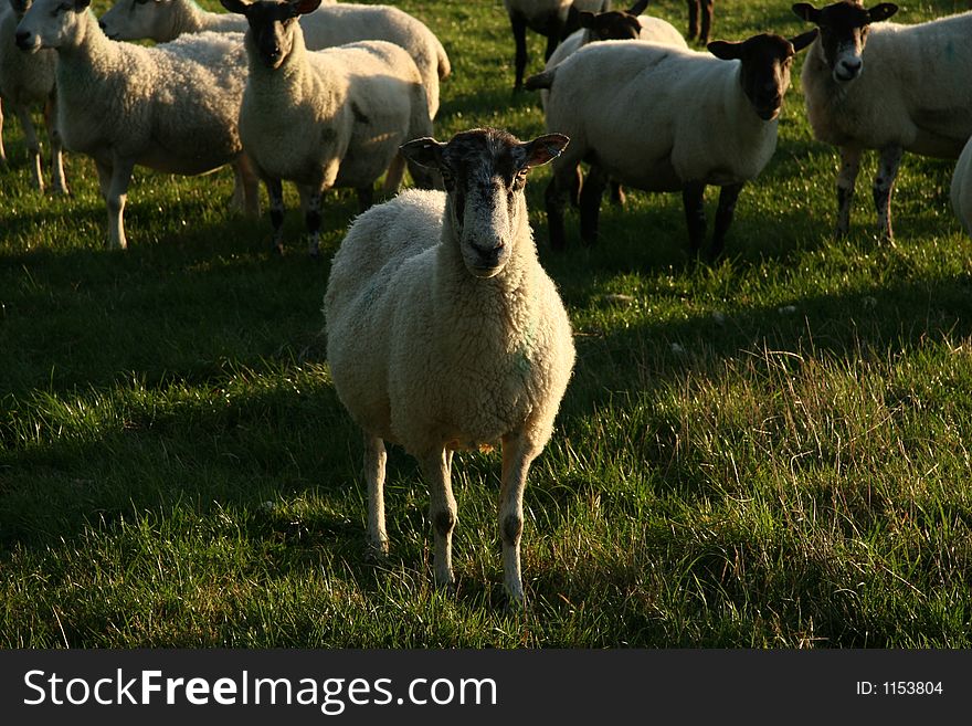 A sheep standing in a field.