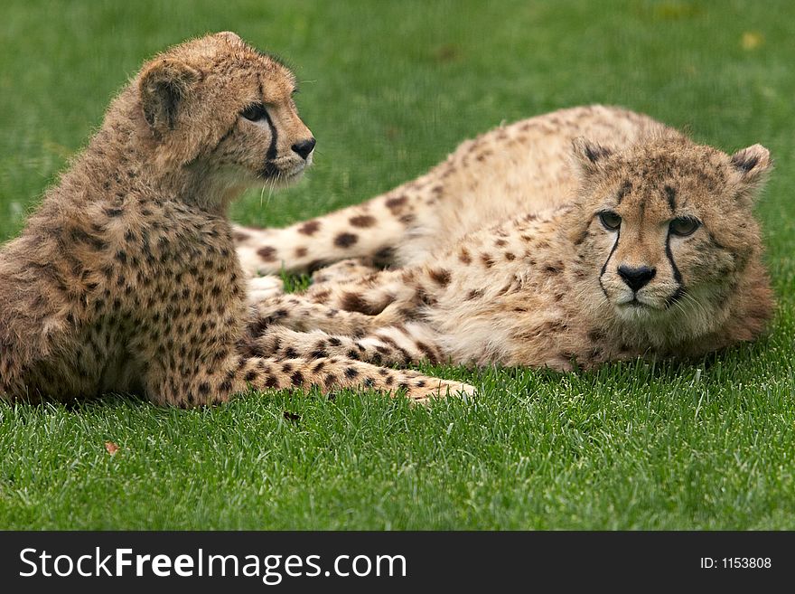 Cheetah resting in a meadow. Cheetah resting in a meadow