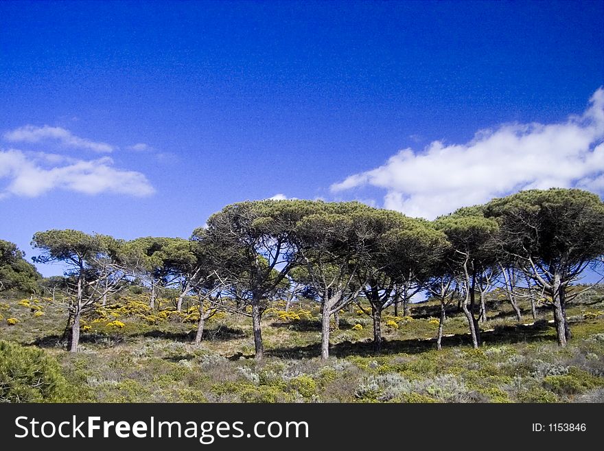 Trees and a blue sky in Portugal